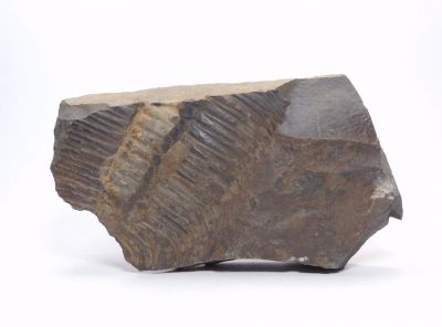 Trilobit Paradoxides Gracilis - Jince u Příbrami